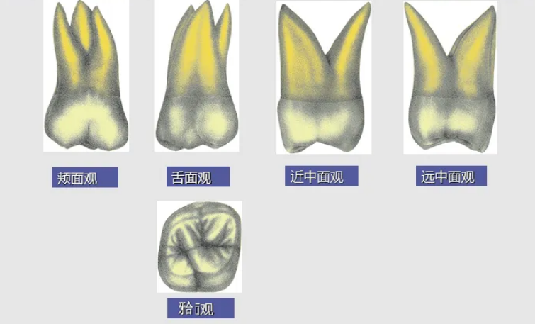 珠海箍牙