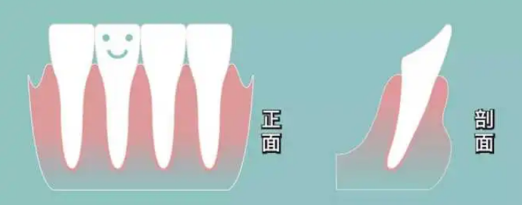 澳門杜牙根