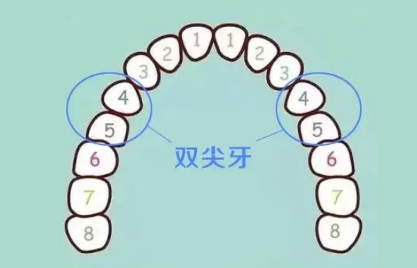 澳門杜牙根